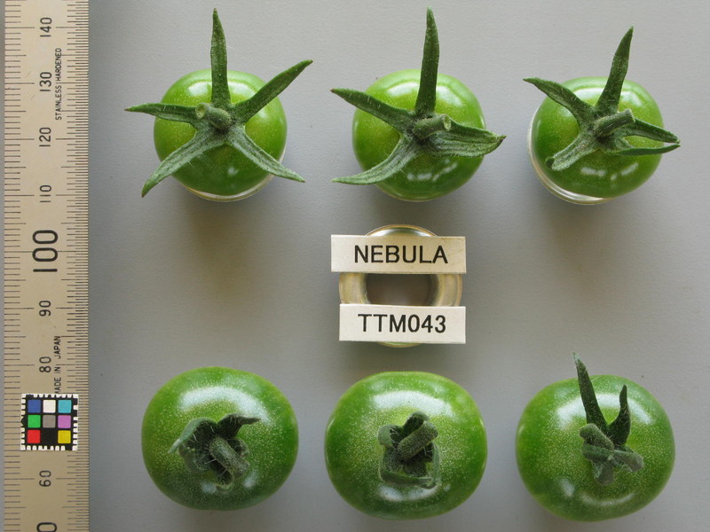 品種登録迅速化総合電子化システム