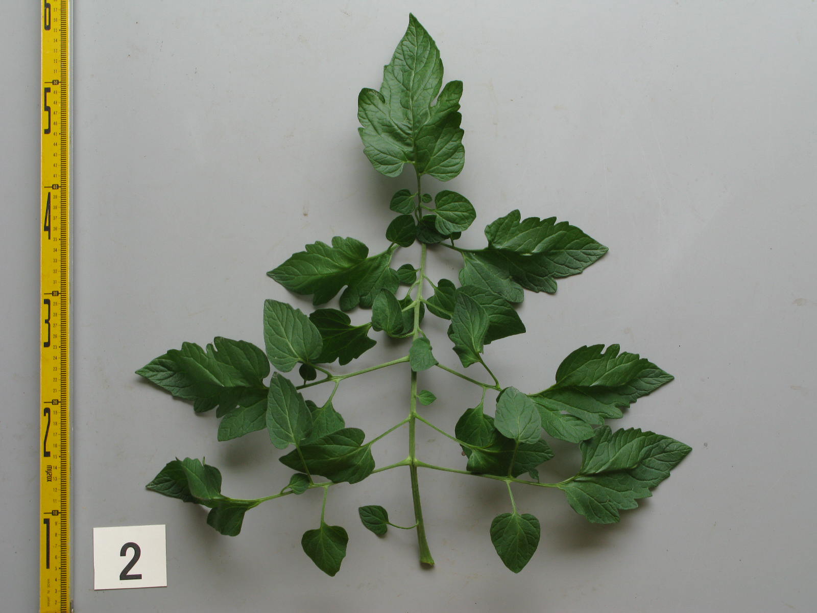 品種登録迅速化総合電子化システム