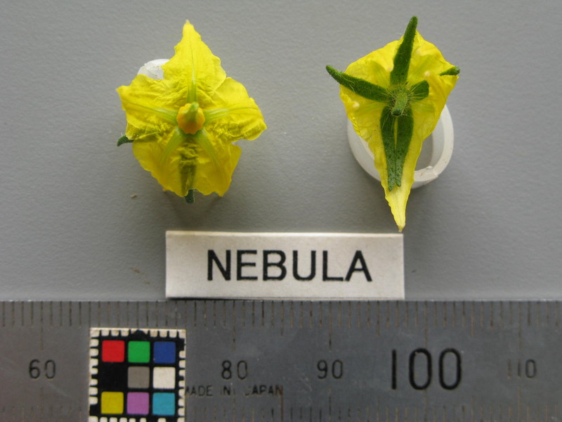 品種登録迅速化総合電子化システム