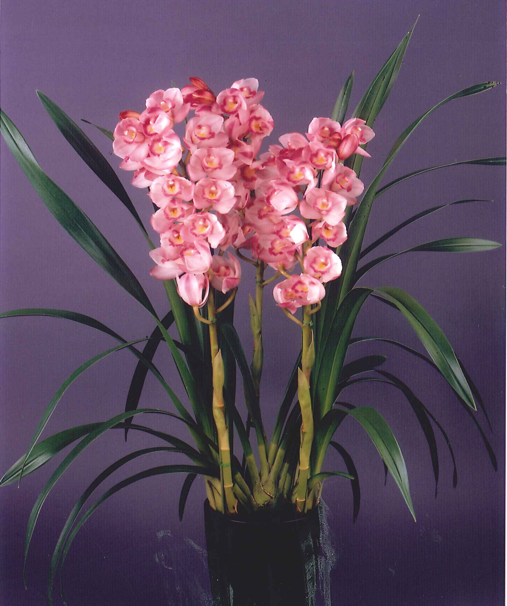 品種不明　確認画像 先程、注文した中華プラモが届きました。 なかなかの入手困難品で