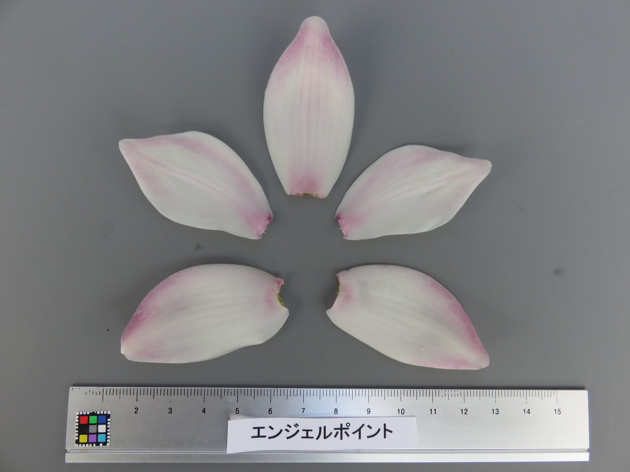 品種登録迅速化総合電子化システム