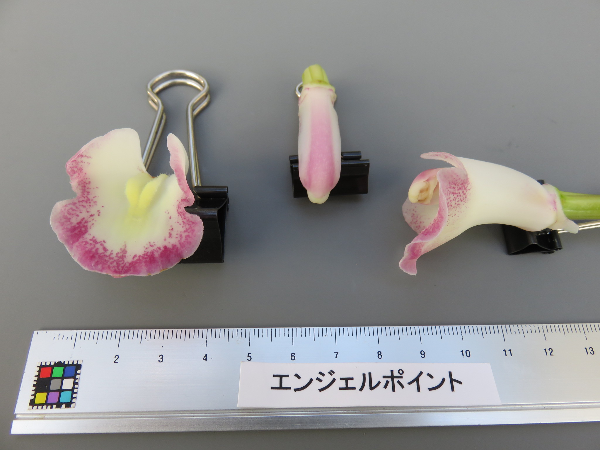 品種登録迅速化総合電子化システム