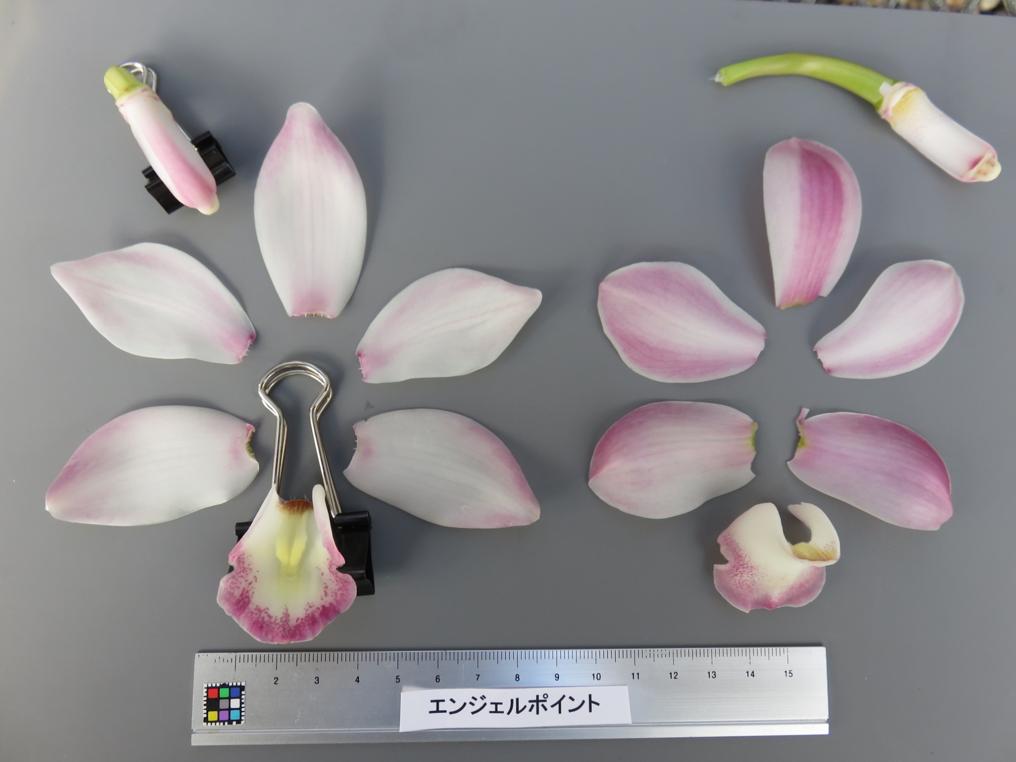 品種登録迅速化総合電子化システム
