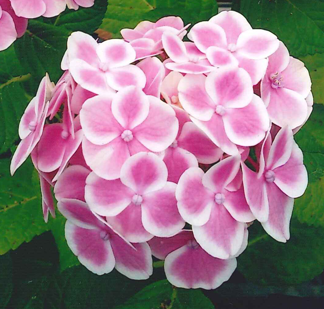 品種登録迅速化総合電子化システム