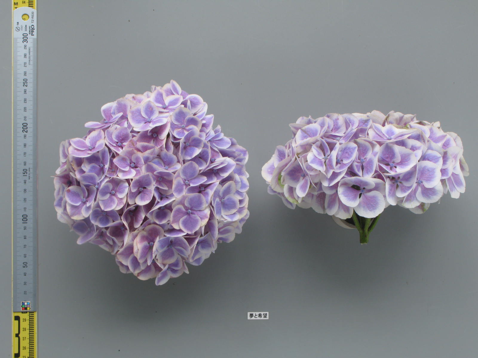 品種登録迅速化総合電子化システム