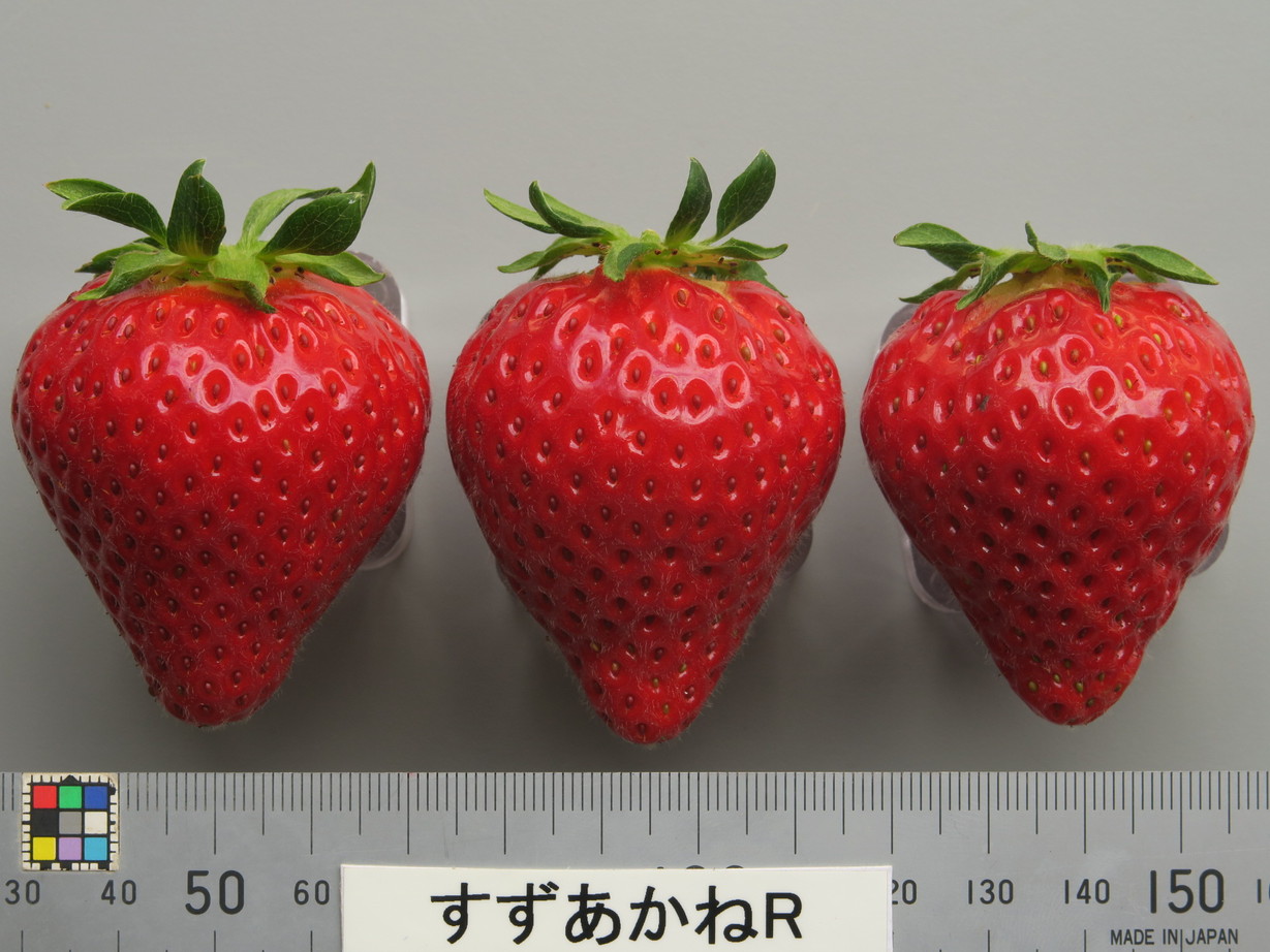 品種登録迅速化総合電子化システム