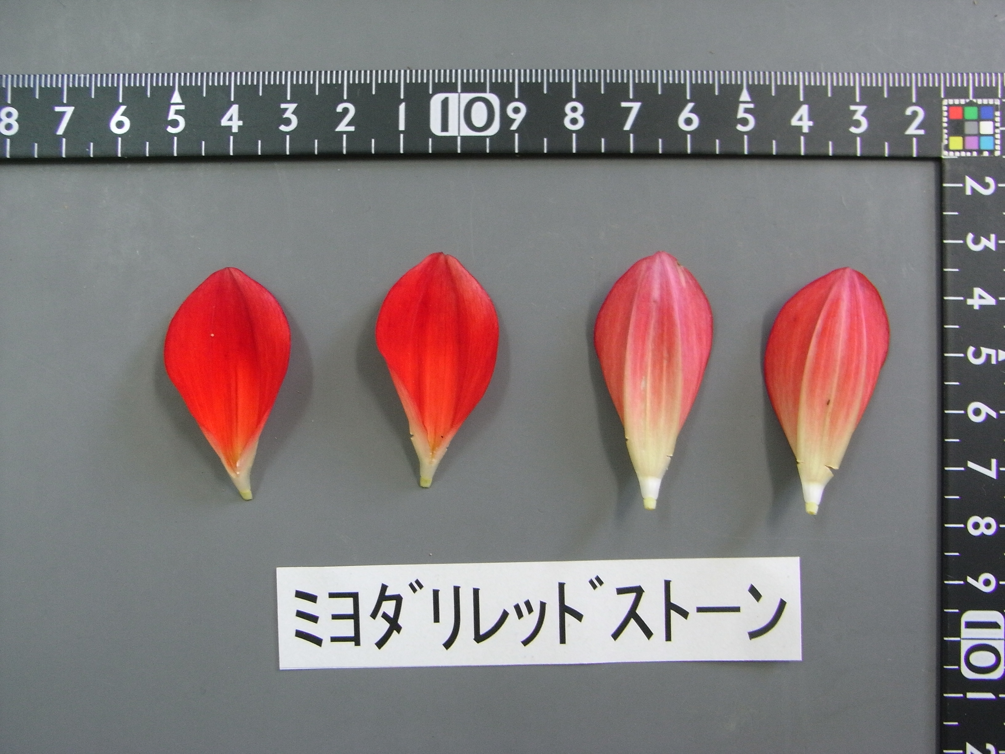 品種登録迅速化総合電子化システム