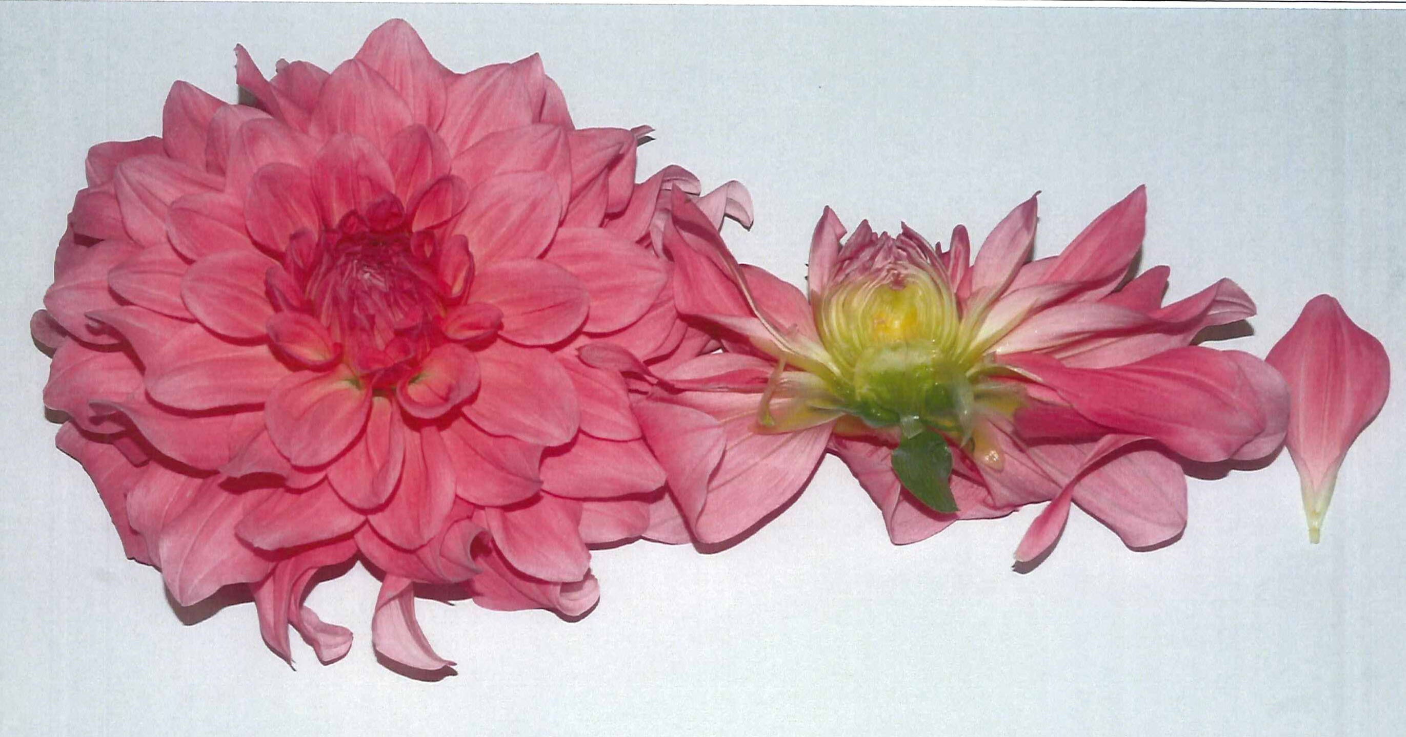 品種登録迅速化総合電子化システム