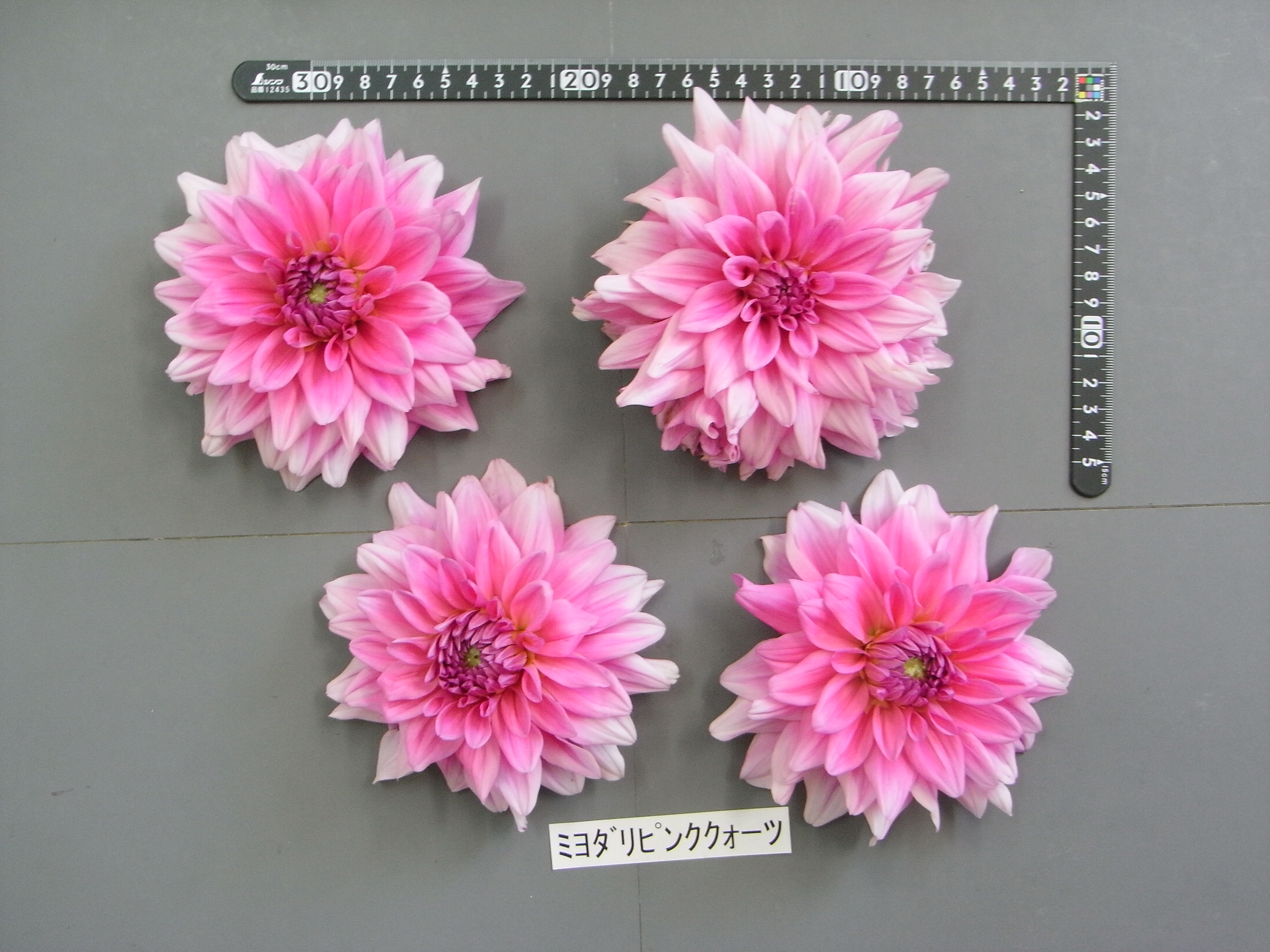 ダリア様 品種登録迅速化総合電子化システム