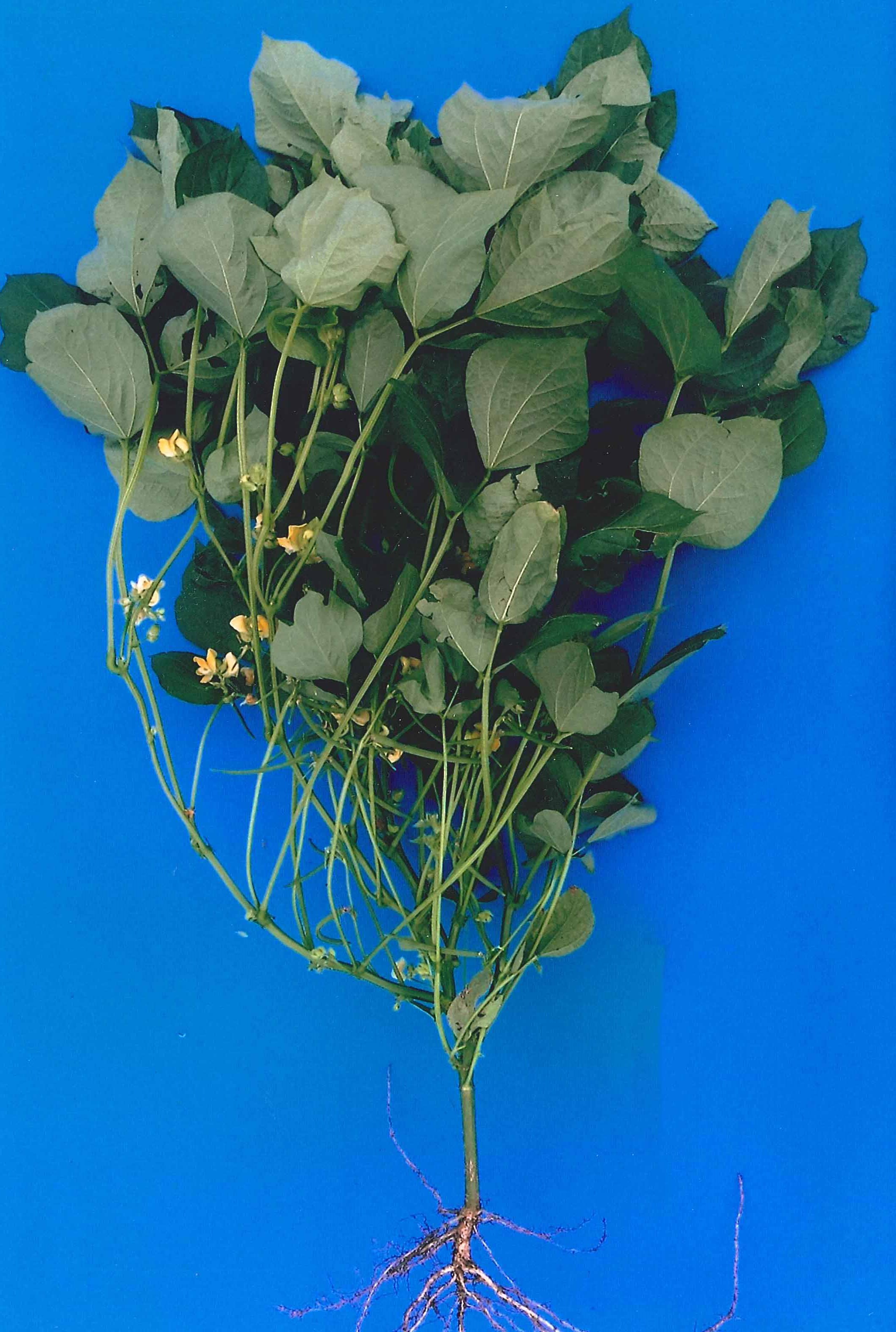 品種登録迅速化総合電子化システム