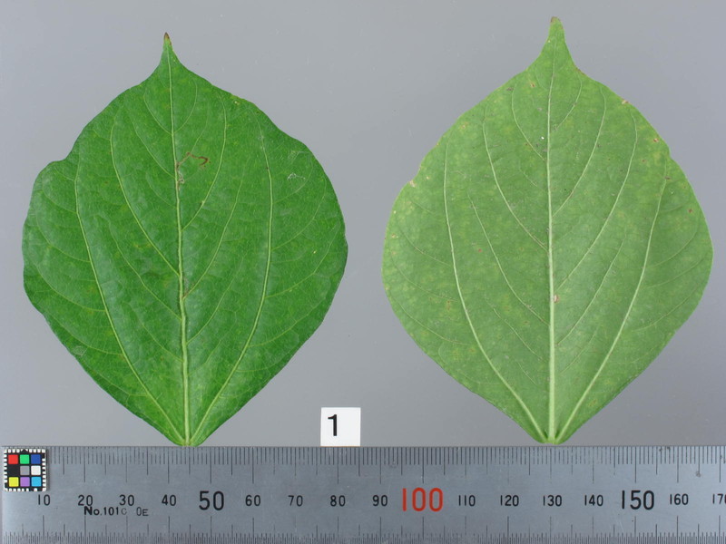 品種登録迅速化総合電子化システム