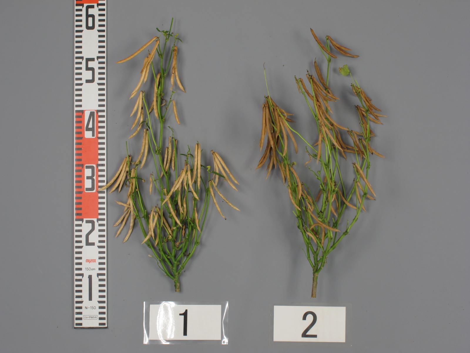 品種登録迅速化総合電子化システム