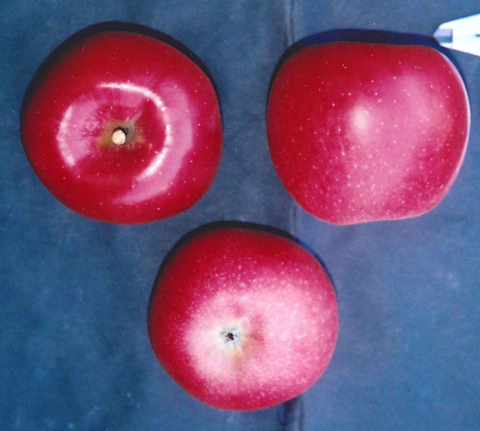 りんご　0324 品種登録迅速化総合電子化システム