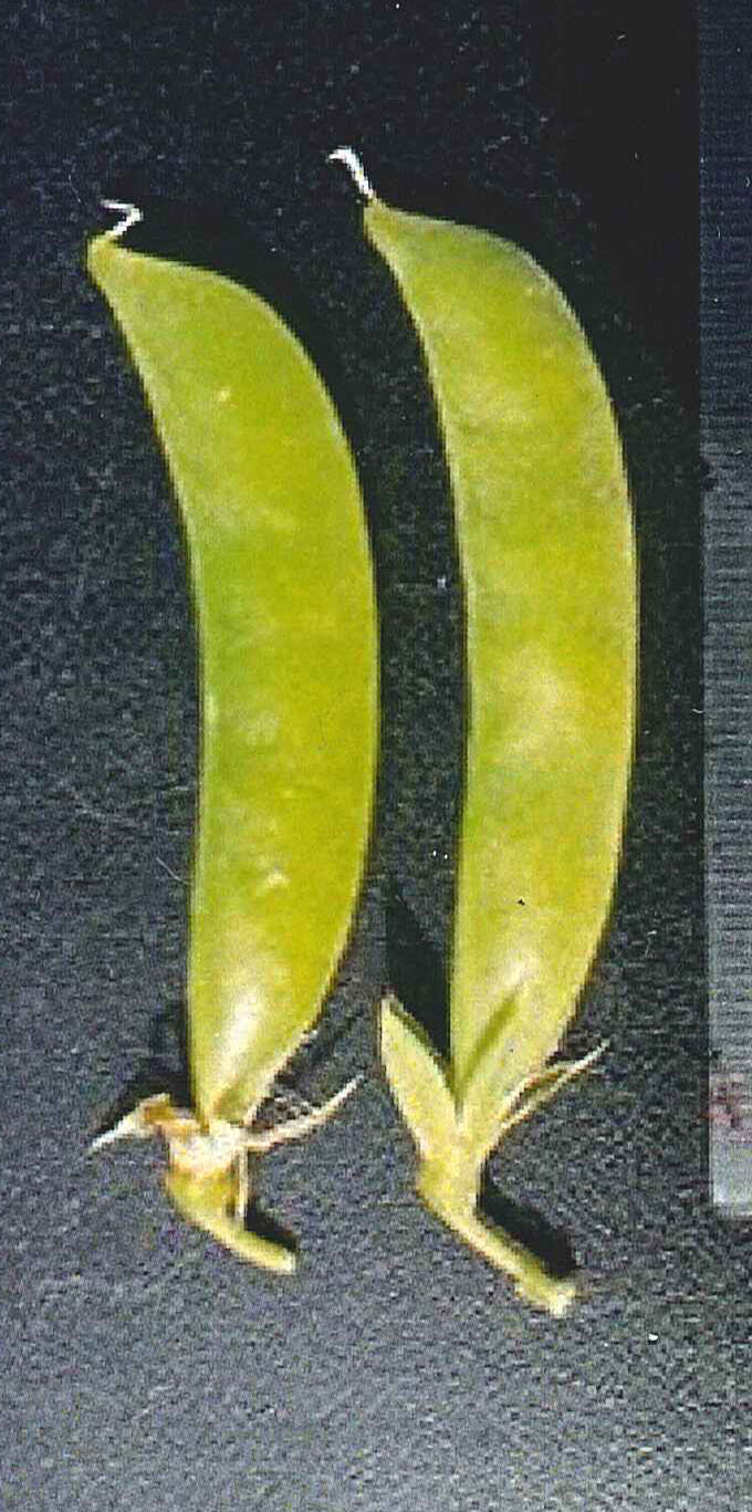 品種登録迅速化総合電子化システム