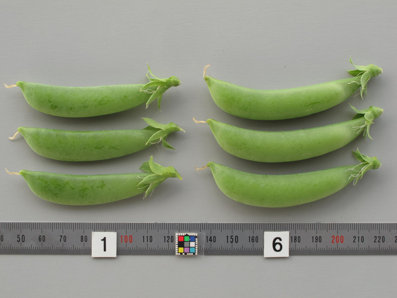 品種登録迅速化総合電子化システム