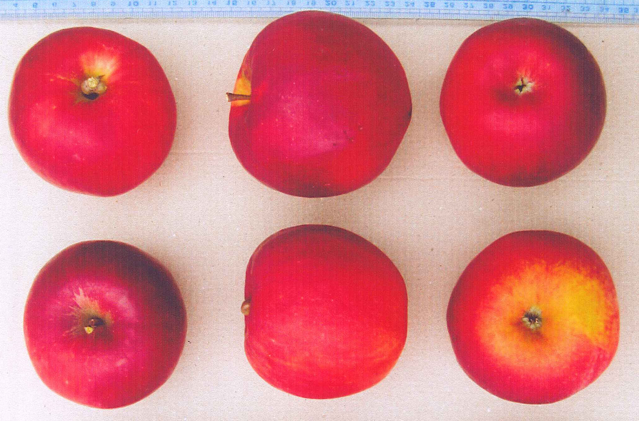 品種登録迅速化総合電子化システム