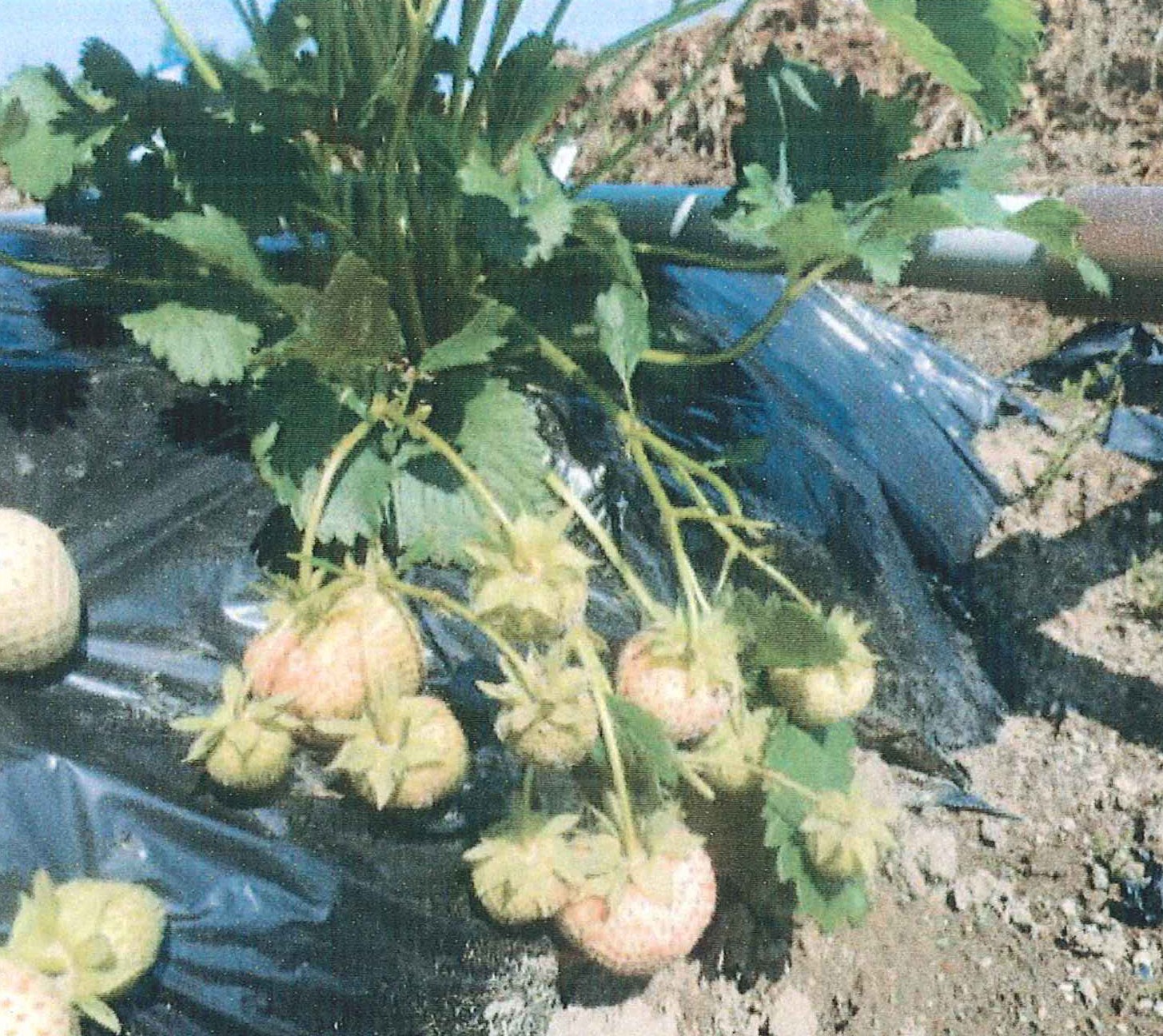 品種登録迅速化総合電子化システム