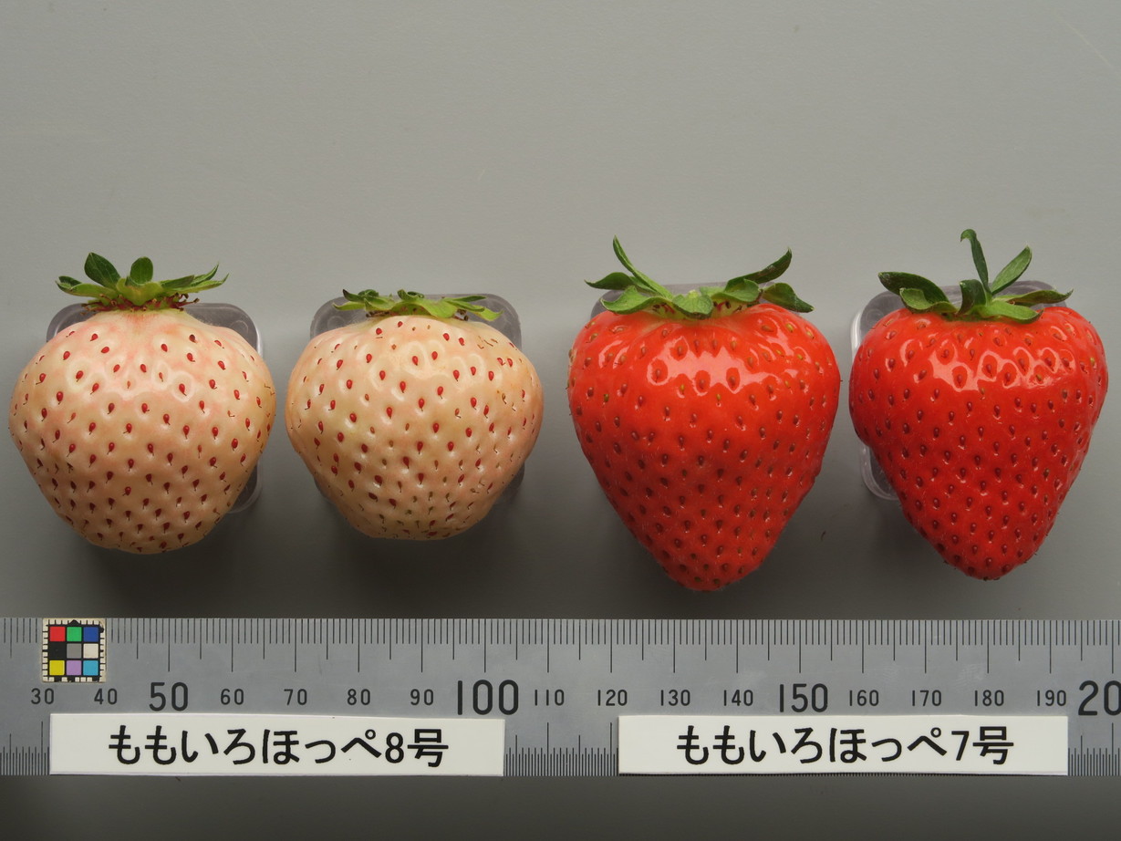 いちごペロモフボー⭐︎ご注文分⭐︎ 🍓🍓新入荷のお知らせ🍓🍓 【商品紹介】 苺一筋の農家で研究され