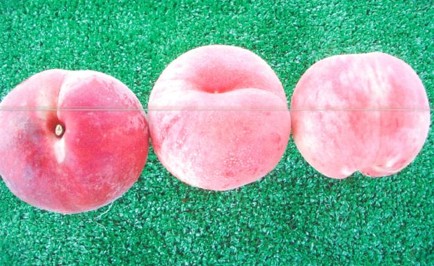 品種登録迅速化総合電子化システム