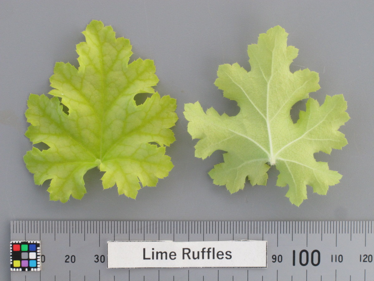 Lime Ruffles 品種登録迅速化総合電子化システム