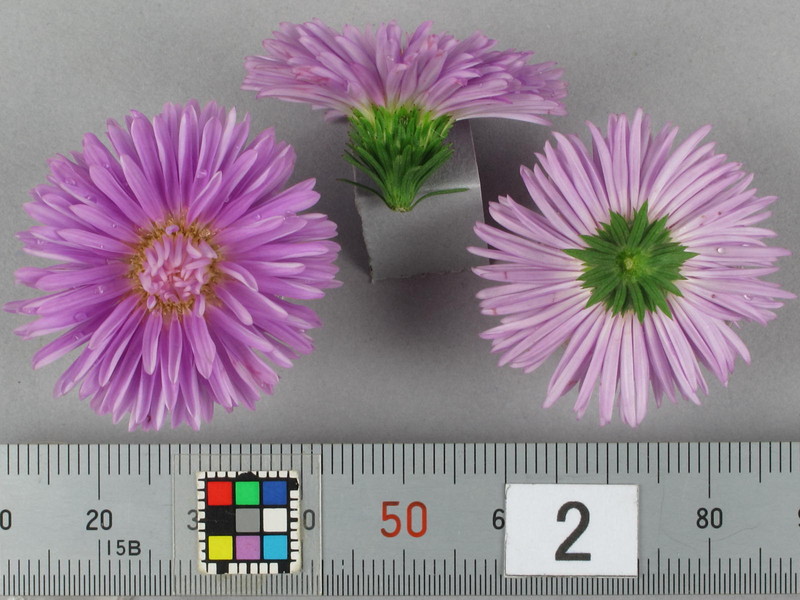 その他 flower ピンクシャラノキ/ヨアケマエ/夏椿/大株立ち【現品発送】管理70576