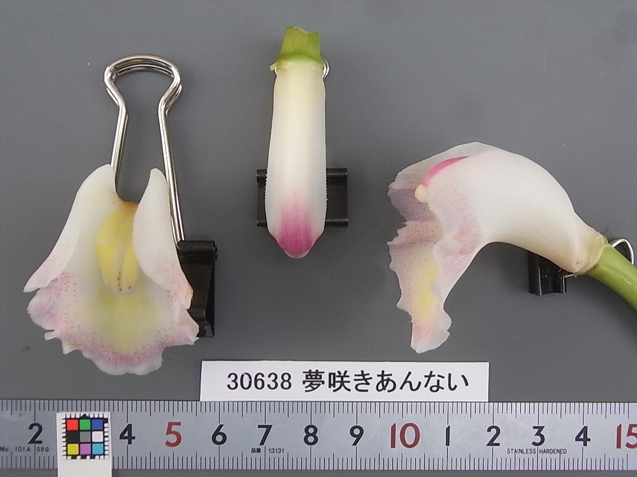 ひゆま様確認用 品種登録迅速化総合電子化システム