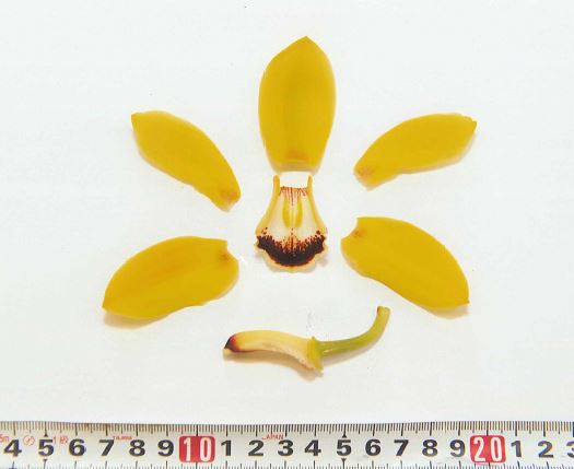 品種登録迅速化総合電子化システム