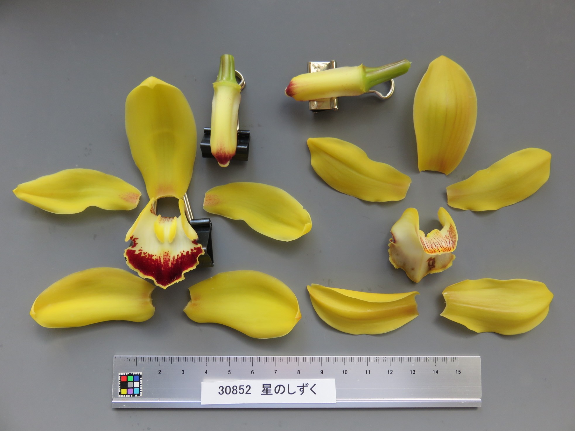 品種登録迅速化総合電子化システム