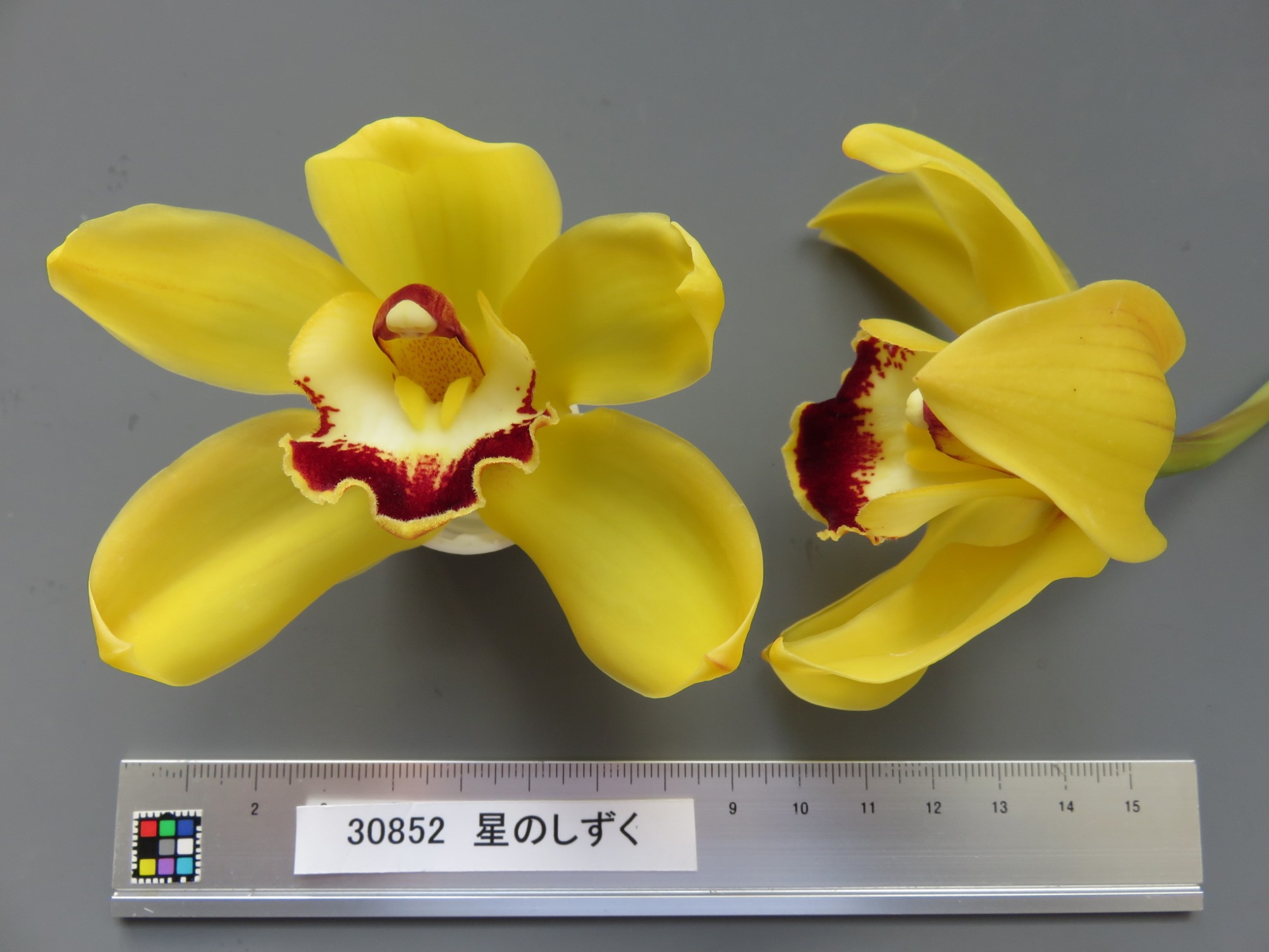 品種登録迅速化総合電子化システム