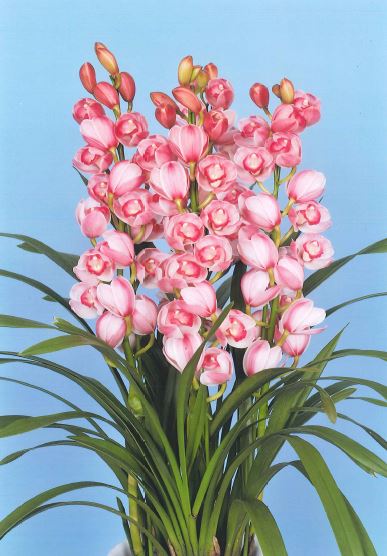 品種登録迅速化総合電子化システム