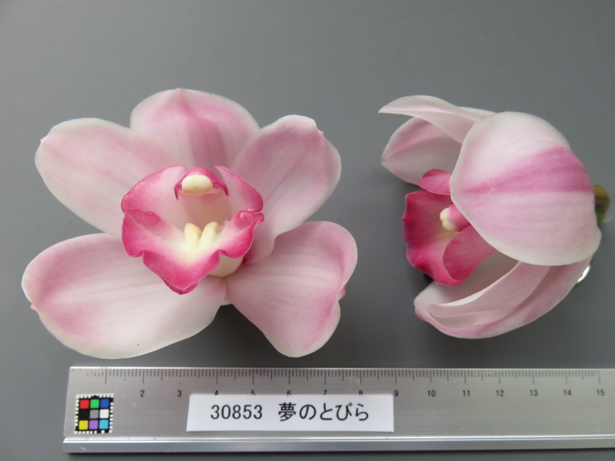 品種登録迅速化総合電子化システム