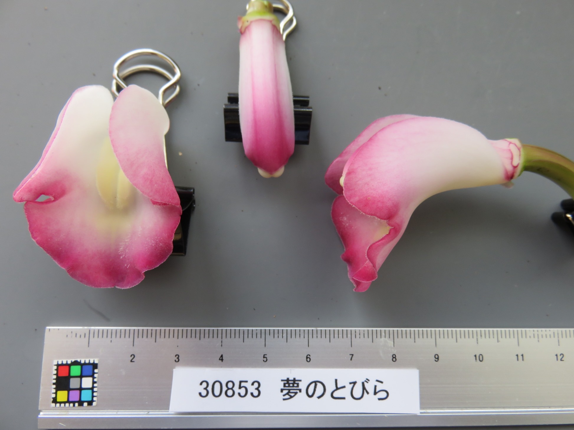 品種登録迅速化総合電子化システム