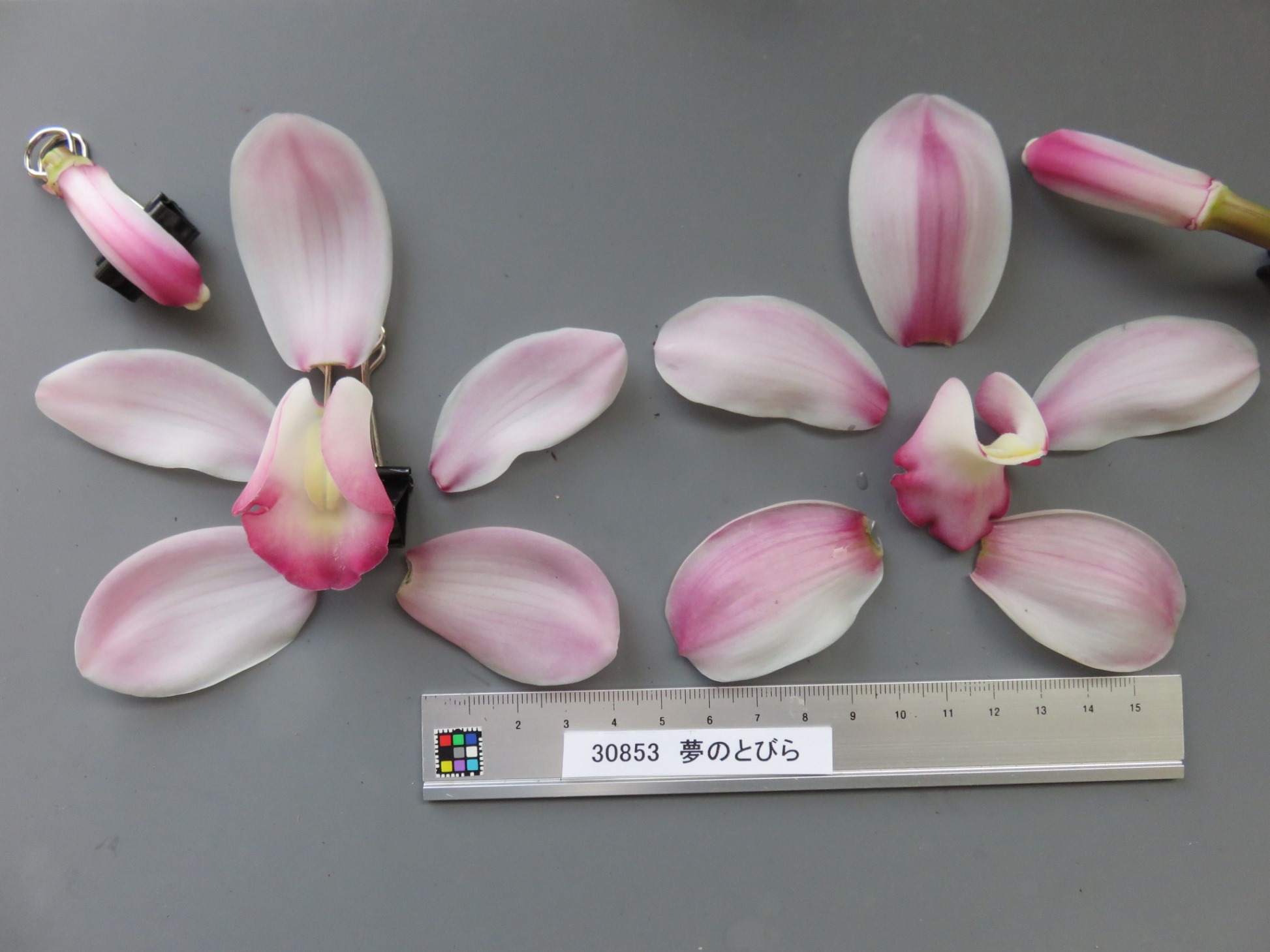 品種登録迅速化総合電子化システム