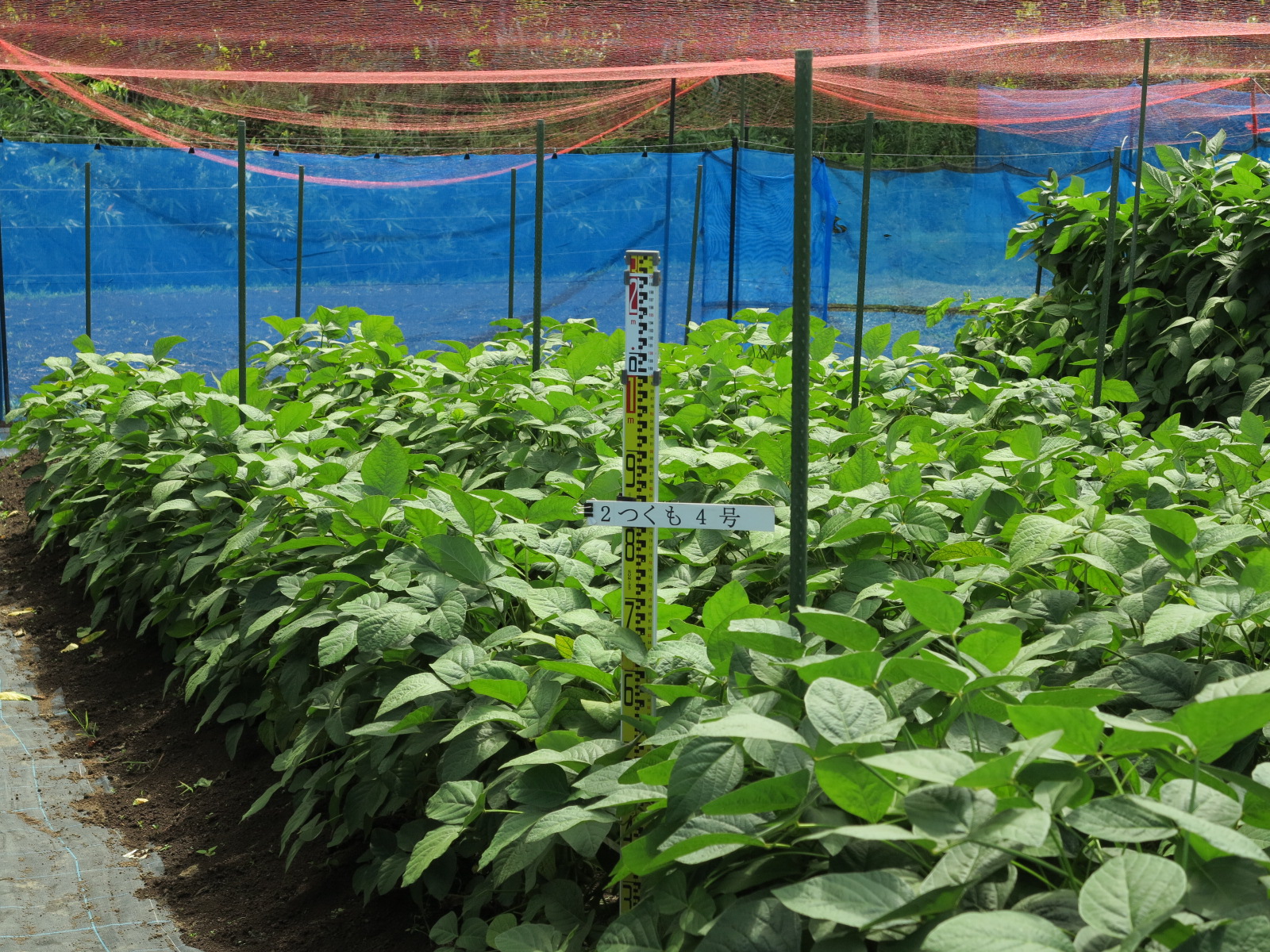 品種登録迅速化総合電子化システム