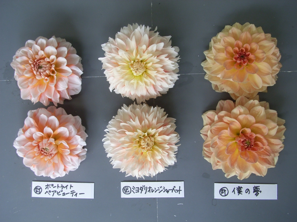 シャーベットオレンジの花かんむり （オレンジのシャーベット  