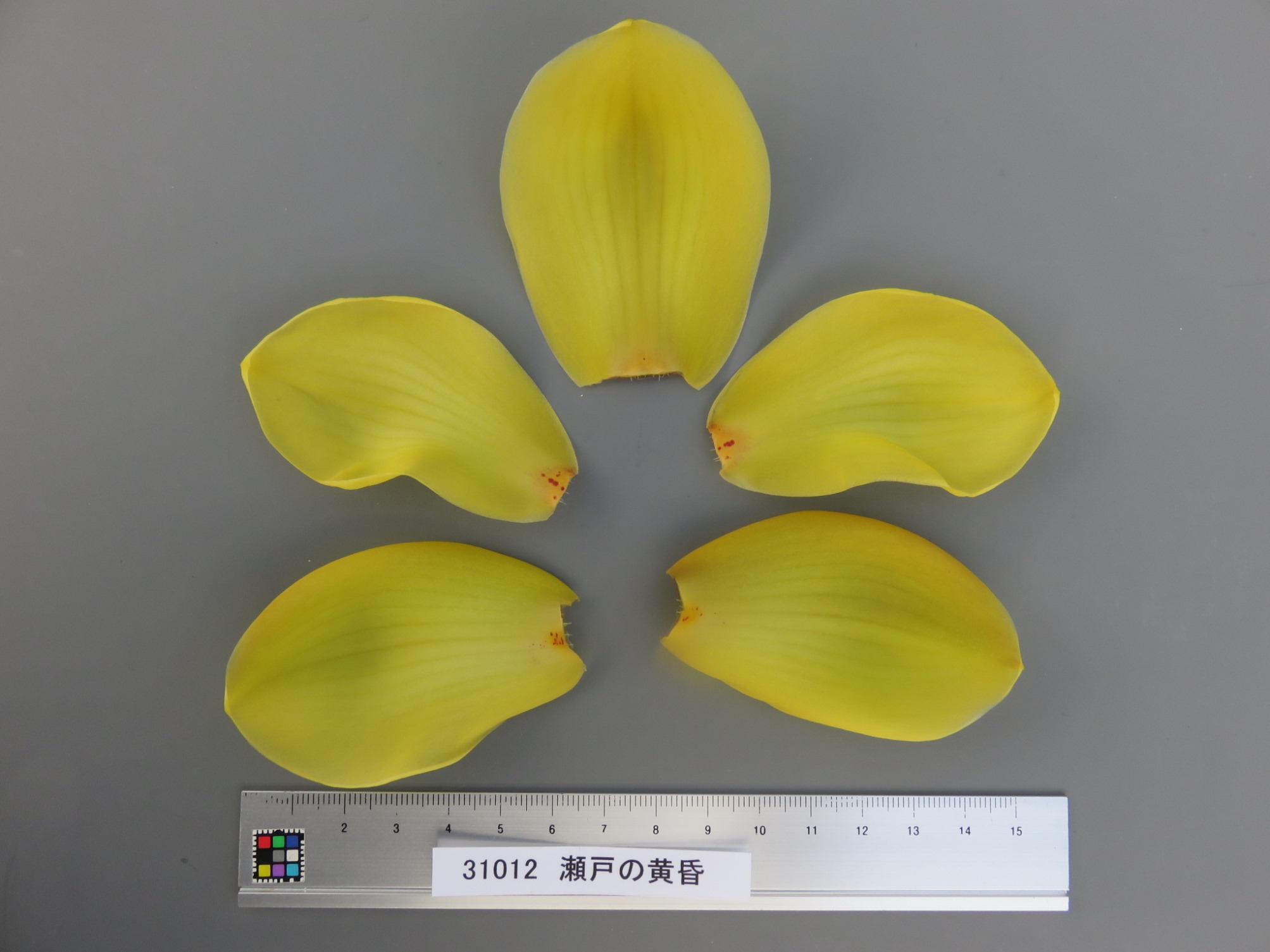 品種登録迅速化総合電子化システム