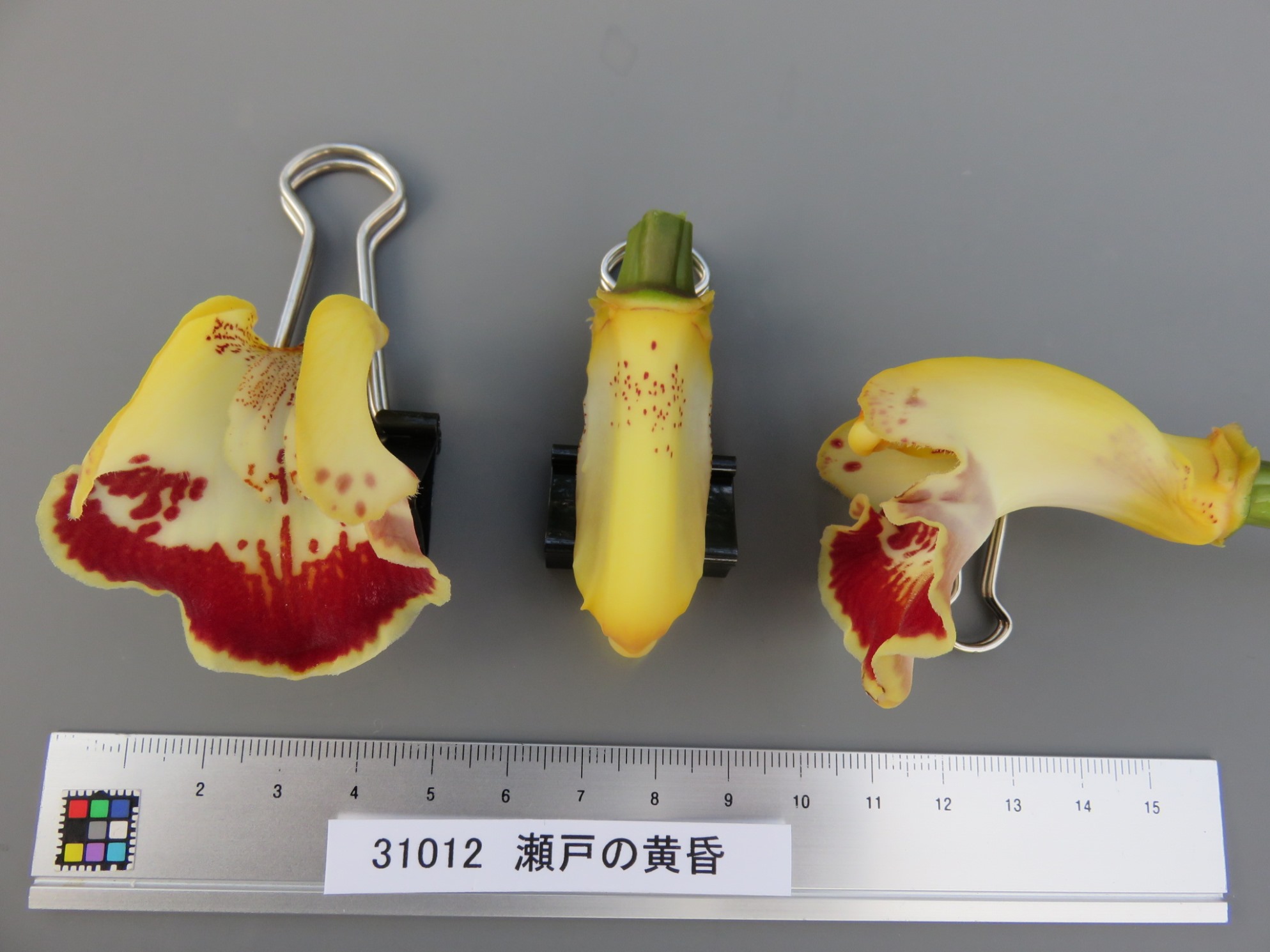品種登録迅速化総合電子化システム