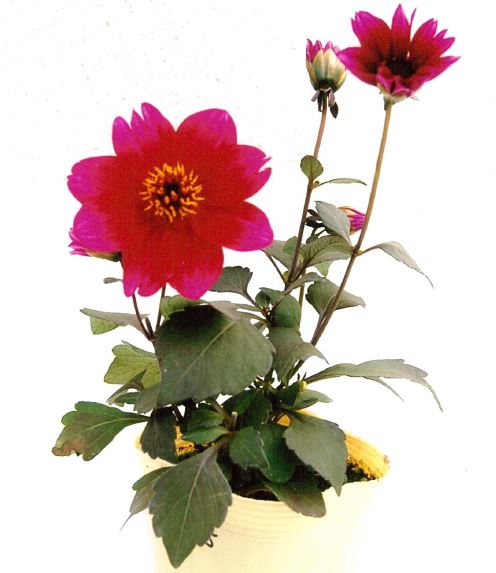 9/13.14.16 ダリア様 Dahlia Garden - 7689 – Scandinavian Wallpaper