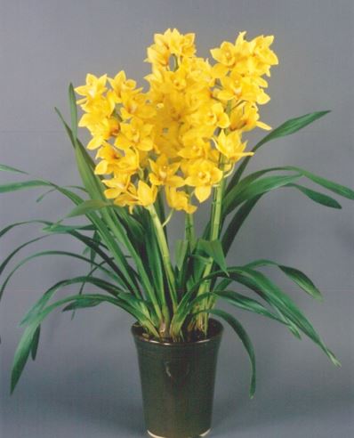 品種登録迅速化総合電子化システム