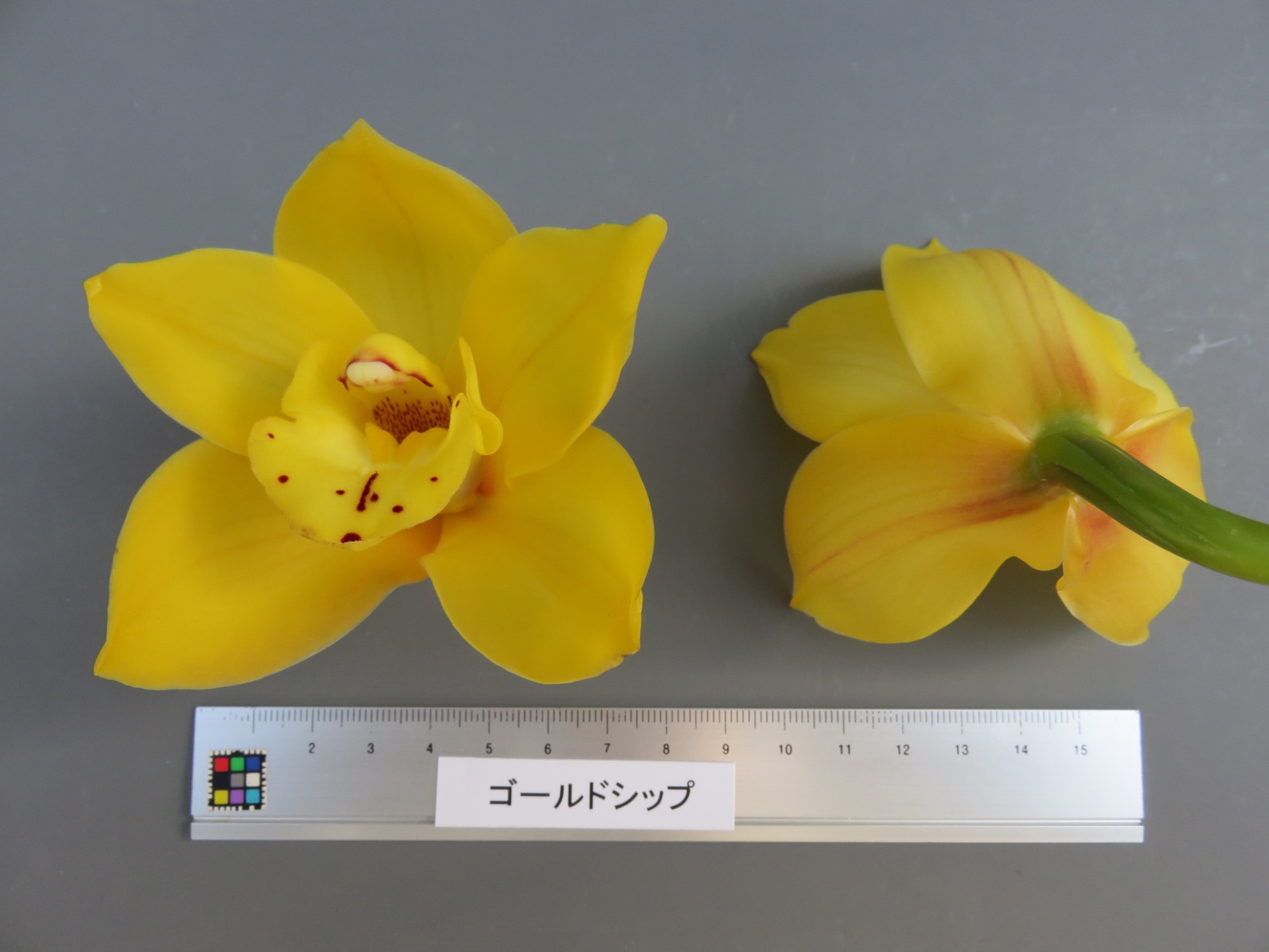 品種登録迅速化総合電子化システム