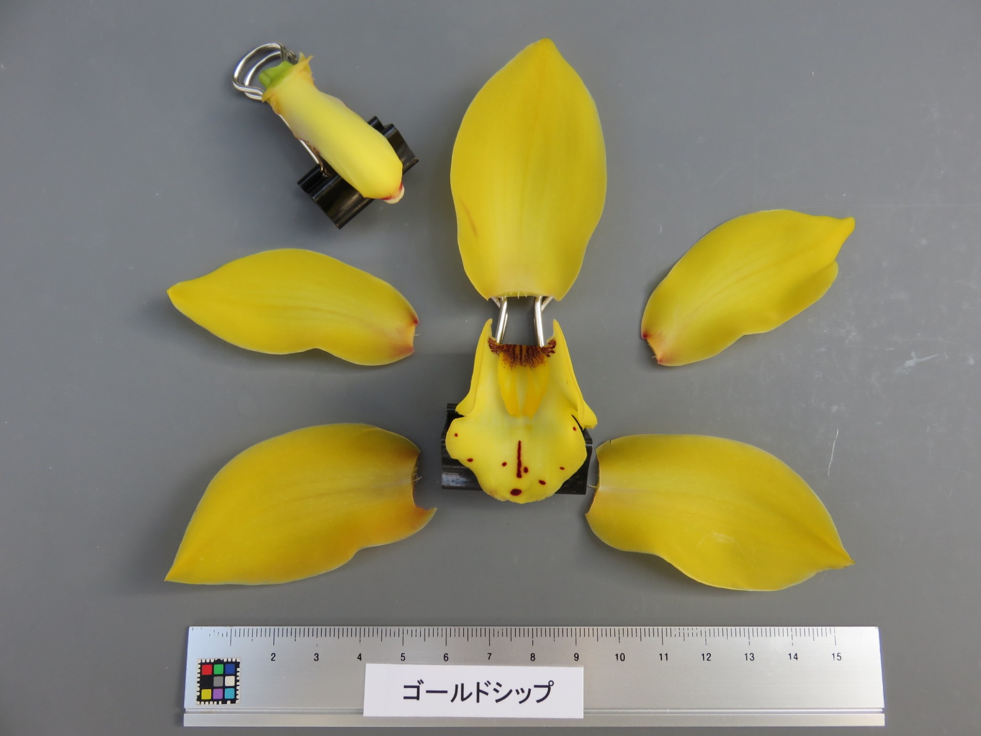 品種登録迅速化総合電子化システム