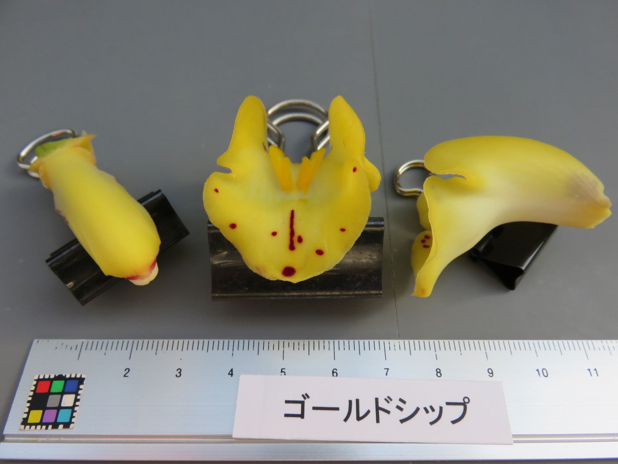 品種登録迅速化総合電子化システム