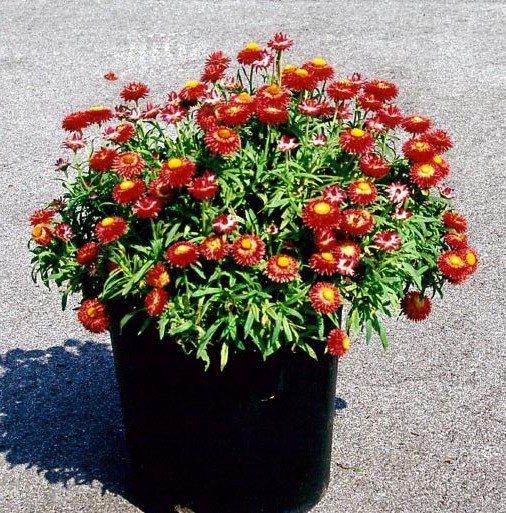 品種登録迅速化総合電子化システム