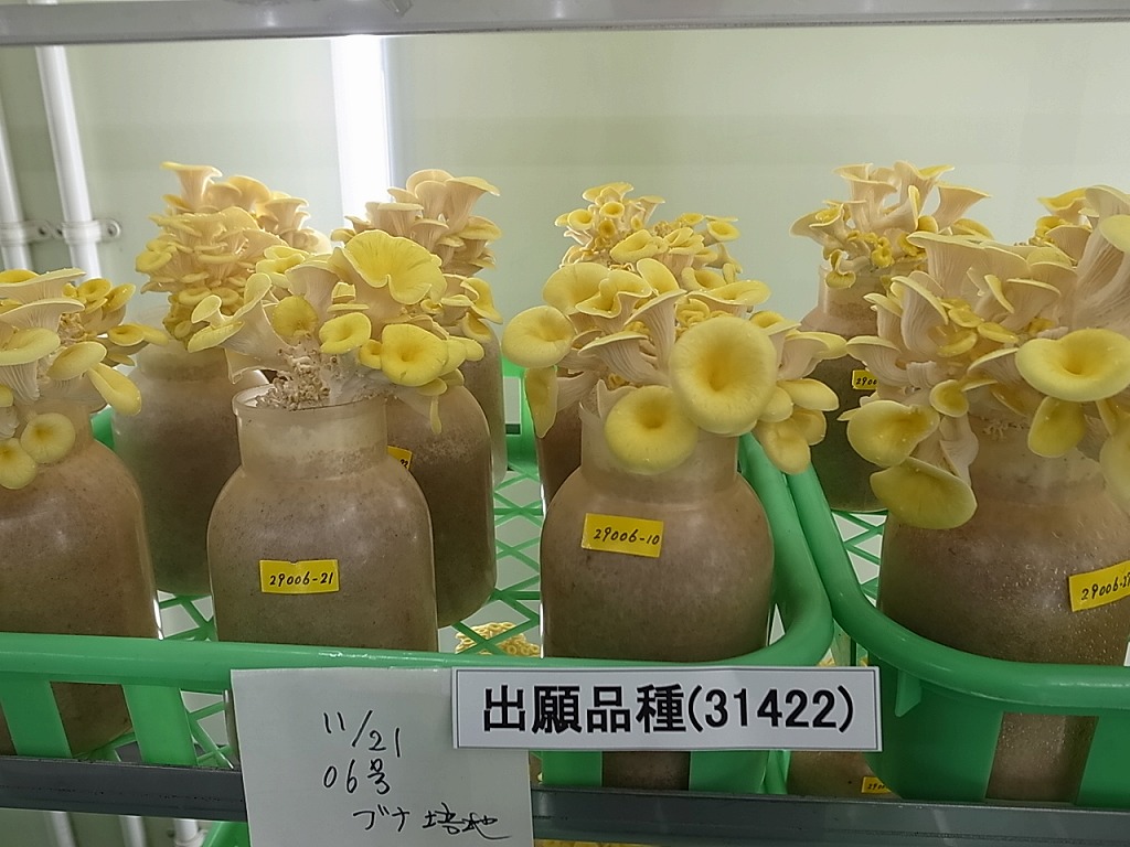 品種登録迅速化総合電子化システム