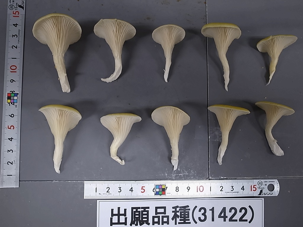 品種登録迅速化総合電子化システム