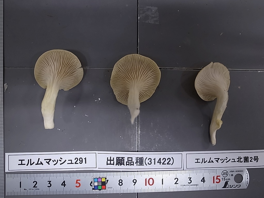 品種登録迅速化総合電子化システム