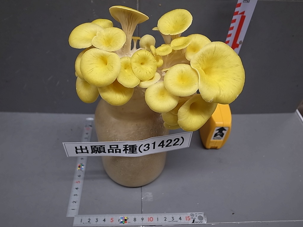 つきのこ様への専用確認 森のきのこ倶楽部 椎茸 種駒 椎茸菌 【正規販売店】シイタケ菌