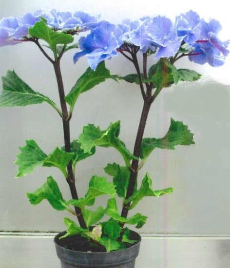 品種登録迅速化総合電子化システム