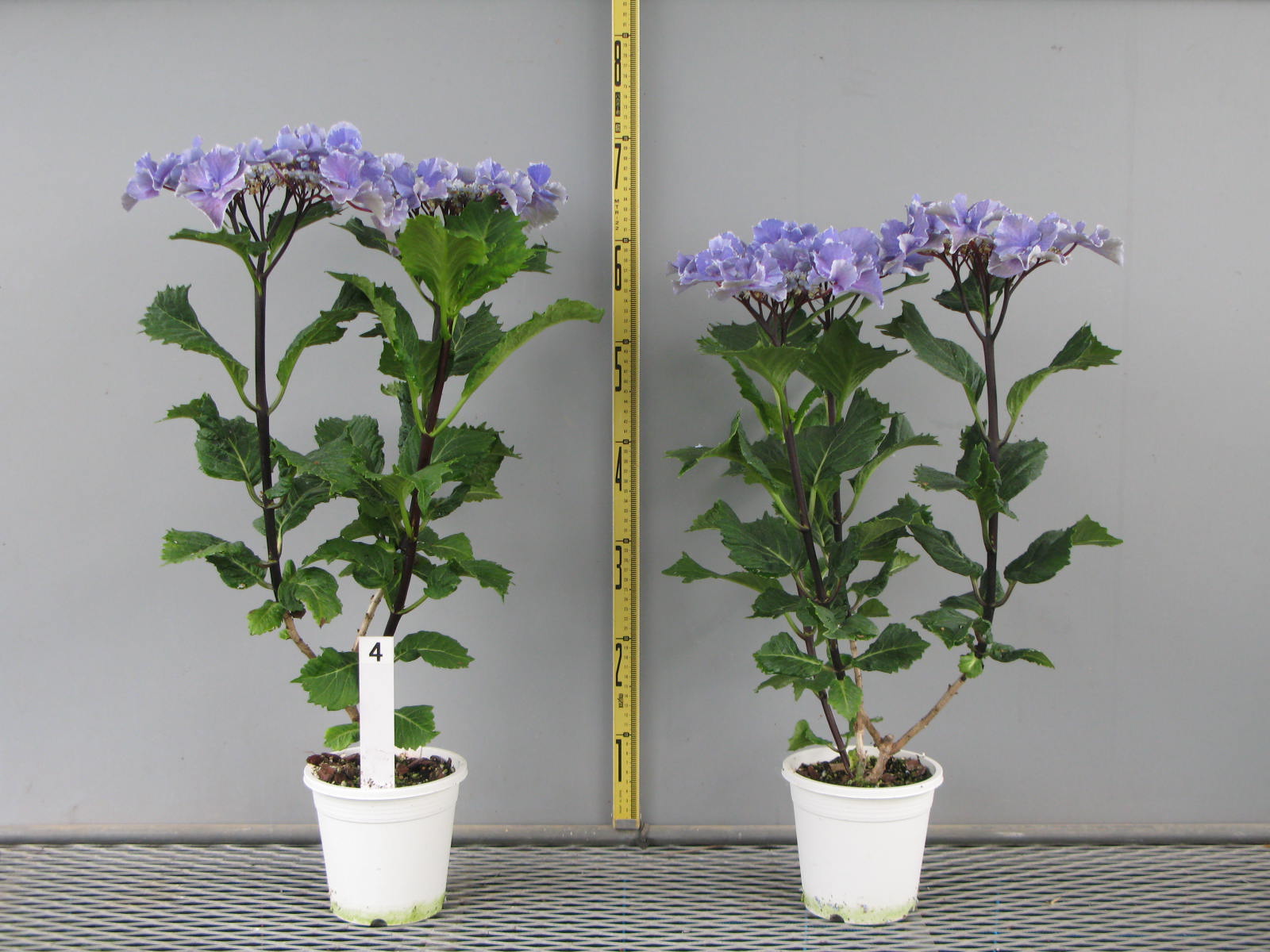 品種登録迅速化総合電子化システム