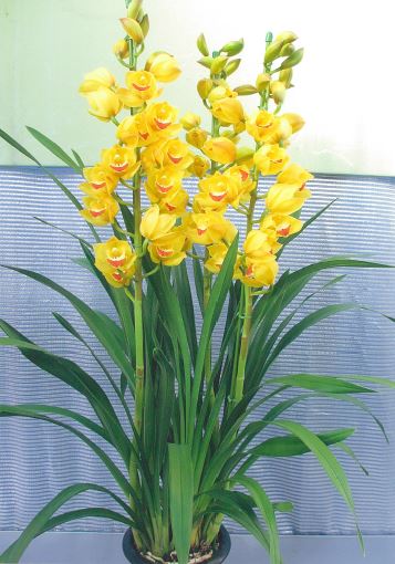 品種登録迅速化総合電子化システム